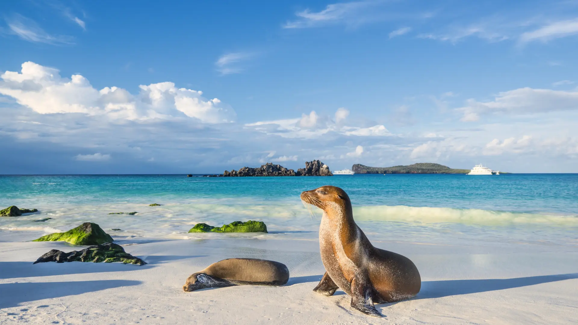 The Galápagos Islands: Ultimate Travel Guide